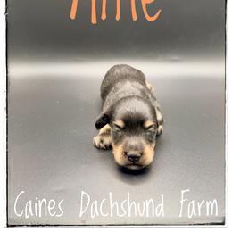 Alfie - Black and cream male Dachshund puppy in Cincinnati, Ohio from Caines Dachshund Farm