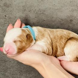 Golden Delicious 'Goldie'- Aqua Collar - Yellow and white female Bernedoodle puppy in Katy, Texas from Bluebonnet Bernedoodles of Southeast Texas