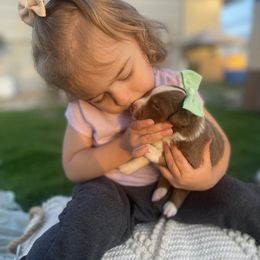 Miniature Australian Shepherd Puppies from Nasser Mini Aussies