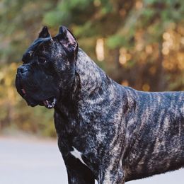 Dune - Cane Corso