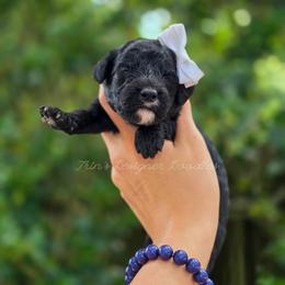 Zora - Black and white female Aussiedoodle puppy in Centreville, Mississippi from Trin's Designer Doodles
