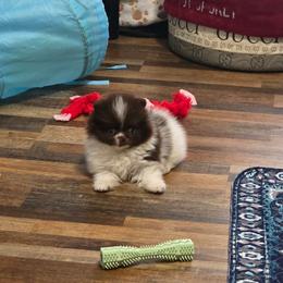 Arlo - Chocolate parti male Pomeranian puppy in Crivitz, Wisconsin from Royal Palace Pomeranians