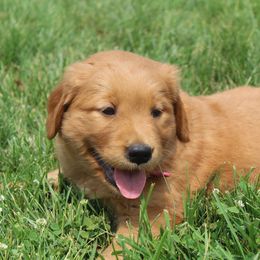 Australian Shepherd and Golden Retriever Puppies from Sterling Valleys Goldens and Aussies