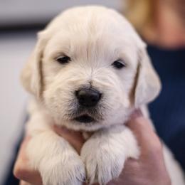 Golden Retriever puppies from Faded Ash Goldens