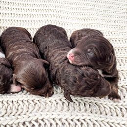 Bernedoodle puppies from Boutique Bernedoodles & Co.