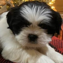 Shih Tzus from Tipsy's Treasures