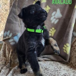 3rd Pick Bicolor Female - Bi-color female German Shepherd puppy in Harwood, Maryland from Reddington Shepherds