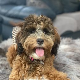 Tini - Bernedoodle