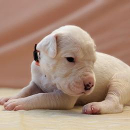 Girl 3 - female Dogo Argentino puppy in Morgan Hill, Pennsylvania from De la Fuerza De Dios