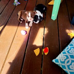 Boston Terrier Puppies from The Christian Bostons