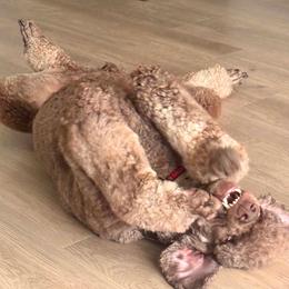 Rookie - Brown male Poodle puppy in Copperas Cove, Texas from Poodles of Valor