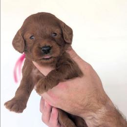 Snow Cone - Red  female Goldendoodle puppy in Blackfoot, Idaho from Riverside Poodles