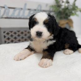 Miss Vale - Tri-color female Bernedoodle puppy in Hegins, Pennsylvania from Bubbling Springs Doodles, LLC