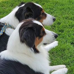 Australian Shepherd All Grown Up from Bur Oak Aussie's