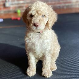 Charlie (Pink Collar) - Cream female Labradoodle puppy in Toledo, Washington from Bigfoot Doodles