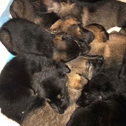 German Shepherd Puppies from Patriot Shepherds