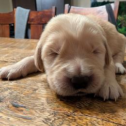 Black - Golden female Golden Retriever puppy in Madison, Ohio from Heckmans English Cream Golden Retrievers