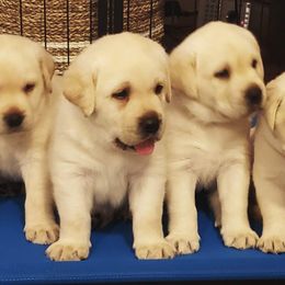 Labrador Retriever Puppies from Sandy Paws Labradors Maui