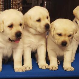 Labrador Retriever Puppies from Sandy Paws Labradors Maui