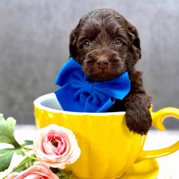 Bruno - Chocolate male Australian Labradoodle puppy in Denton, Texas from Liberty Hill Labradoodles
