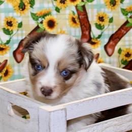 Red Merle - Red merle male Miniature Australian Shepherd puppy in Ronan, Montana from Dirt Road Aussie’s of Montana