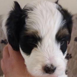 Peep - Tri-color male Cavapoo puppy in East Providence, Rhode Island from Marta's Cavaliers