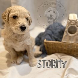 Stormy - Cream male Goldendoodle puppy in Ama, Louisiana from Spectrum Doodles