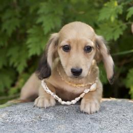 Logan is 5000dollars - Cream male Dachshund puppy in Crystal, Michigan from Mare-bella Dachshunds