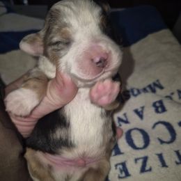 Harlequin Merle boy 1 - Red merle male Toy Australian Shepherd puppy in Madisonville, Tennessee from LaRose Farm & Kennels