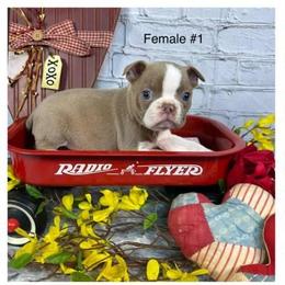 Lilac girl - Lilac female Boston Terrier puppy in Anderson, South Carolina from Lola’s House of Bostons & Rescue
