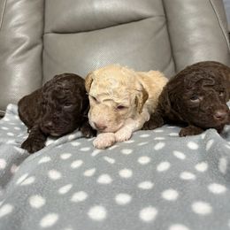 Boy 1 - Orange male Lagotto Romagnolo puppy in Akron, New York from Almar Lagotto