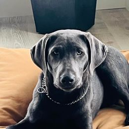 Dilute Retrievers and Labrador Retrievers from Crossed Pistols Labs