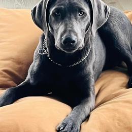 Dilute Retrievers and Labrador Retrievers from Crossed Pistols Labs
