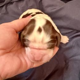 Orange - Liver and white male English Springer Spaniel puppy in Wells, Vermont from Everyday Sunshine Springers