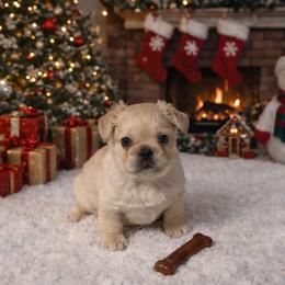 French Bulldog Puppies from Adriel Davis