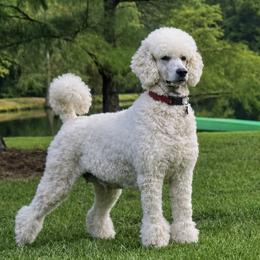 Pearl - Poodle