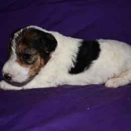 Tundra - White black and tan female Wire Fox Terrier puppy in Draper, Virginia from Shady Oaks WFT