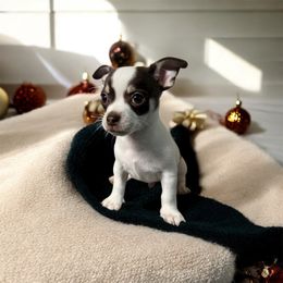 Chihuahua and Dachshund Puppies from Little Pawz, LLC