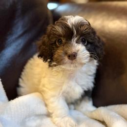 Snoopy - Black male Havapoo puppy in Lancaster, South Carolina from 3 Bs Havanese-PUPPIES with  PURPOSE