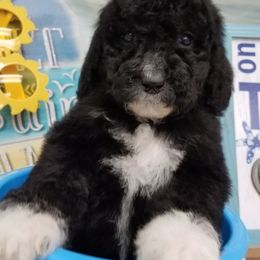 Labradoodle Puppies from Lovey Labradoodles
