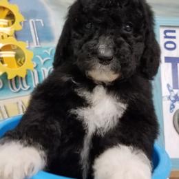 Labradoodle Puppies from Lovey Labradoodles