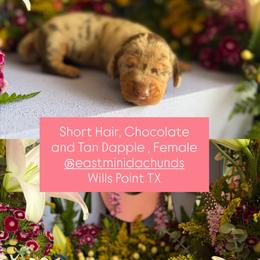 Chocolate and tan dapple female - Dapple female Dachshund puppy in Wills Point, Texas from East Mini Dachshunds Texas