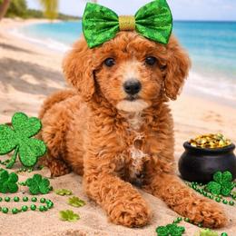 Maple - Red  female Goldendoodle puppy in Daytona Beach, Florida from Beach Doodles