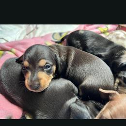 Midgie - Black and tan male Dachshund puppy in Harrison, Arkansas from Dachshunds on the Hill