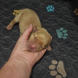 Earth - Yellow male Labrador Retriever puppy in Elloree, South Carolina from Moonlight Kennels LLC