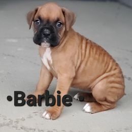 Barbie - Fawn female Boxer puppy in Newville, Pennsylvania from Zimmerman's Pets