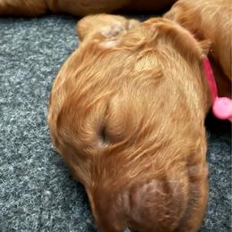 Pink - Red  female Poodle puppy in Keedysville, Maryland from Sunshine Red Standard Poodles