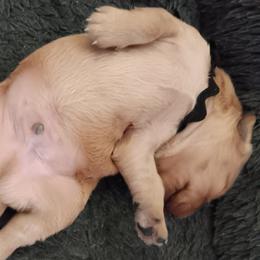Boy 3 - Dark golden male Golden Retriever puppy in Otis Orchards, Washington from Sunlite Golden Retrievers