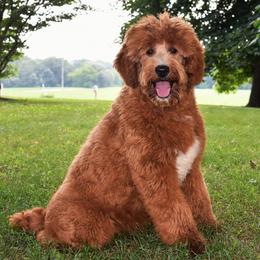 Remi - Goldendoodle