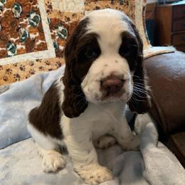 Boy 1 - Liver and white male English Springer Spaniel puppy in Tabor City, North Carolina from Big Bay Kennels LLC